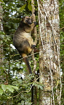 Lumholtz's Tree-kangaroo (Dendrolagus lumholtzi) climbing vine, Malanda, Queensland, Australia