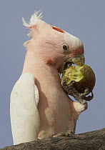 Major Mitchell's Cockatoo (Lophochroa leadbeateri) female feeding on fruit, Cunnamulla, Queensland, Australia