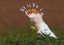 Major Mitchell's Cockatoo (Lophochroa leadbeateri) female in defensive posture with crest erected while feeding on fruit, Cunnamulla, Queensland, Australia