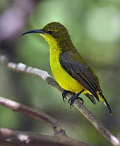 Olive-backed Sunbird (Cinnyris jugularis), Magnetic Island, Queensland, Australia