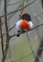 Red-capped Robin (Petroica goodenovii), Cunnamulla, Queensland, Australia