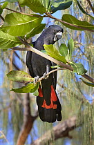 Red-tailed Black-Cockatoo (Calyptorhynchus banksii) male, Magnetic Island, Queensland, Australia