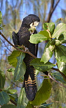 Red-tailed Black-Cockatoo (Calyptorhynchus banksii) female feeding on Indian Almond (Terminalia catappa) nut, Magnetic Island, Queensland, Australia