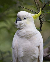 Sulphur-crested Cockatoo (Cacatua galerita), Brisbane, Queensland, Australia