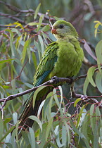 Superb Parrot (Polytelis swainsonii) female, Canberra, Australia