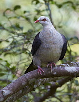 White-headed Pigeon (Columba leucomela), Brisbane, Queensland, Australia