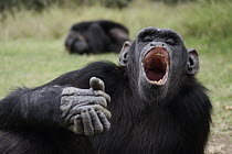 Chimpanzee (Pan troglodytes) showing fear, Ol Pejeta Conservancy, Kenya