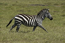Grant's Zebra (Equus burchellii boehmi) running, Solio Game Reserve, Kenya