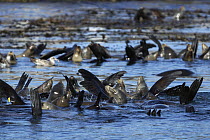 California Sea Lion (Zalophus californianus) group keeping flippers above water to thermoregulate, Monterey Bay, California