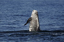 Risso's Dolphin (Grampus griseus) breaching, Monterey Bay, California