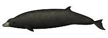 Andrew's Beaked Whale (Mesoplodon bowdoini)