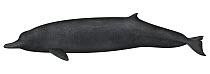 Arnoux's Beaked Whale (Berardius arnuxii)