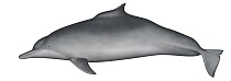 Atlantic Hump-backed Dolphin (Sousa teuszii)