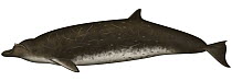 Dense Beaked Whale (Mesoplodon densirostris)