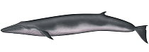 Bryde's Whale (Balaenoptera edeni)