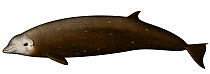 Cuvier's Beaked Whale (Ziphius cavirostris)