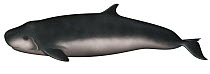 Dwarf Sperm Whale (Kogia sima)