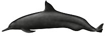 Eastern Spinner Dolphin (Stenella longirostris orientalis)