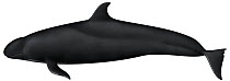 False Killer Whale (Pseudorca crassidens)