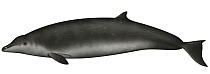 Gervais's Beaked Whale (Mesoplodon europaeus)