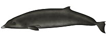 Ginkgo-toothed Beaked Whale (Mesoplodon ginkgodens)