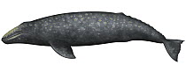 Gray's Beaked Whale (Mesoplodon grayi)
