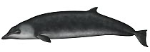 Hector's Beaked Whale (Mesoplodon hectori)