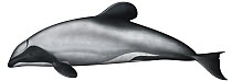 Hector's Dolphin (Cephalorhynchus hectori)