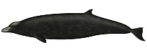 Arch-beaked Whale (Mesoplodon carlhubbsi)