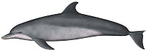 Indo-Pacific Humpbacked Dolphin (Sousa chinensis)