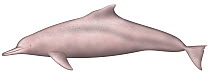 Indo-Pacific Humpbacked Dolphin (Sousa chinensis)