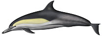 Long-beaked Common Dolphin (Delphinus capensis)