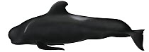 Long-finned Pilot Whale (Globicephala melas)