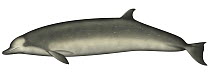 Indo-pacific Beaked Whale (Indopacetus pacificus)