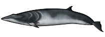 Dwarf Minke Whale (Balaenoptera acutorostrata)