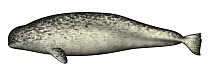 Narwhal (Monodon monoceros) female