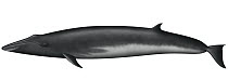 Omura's Whale (Balaenoptera omurai)