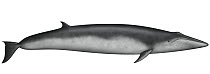 Omura's Whale (Balaenoptera omurai)