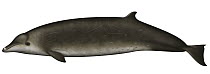 Perrin's Beaked Whale (Mesoplodon perrini)