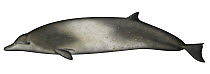 Pygmy Beaked Whale (Mesoplodon peruvianus)