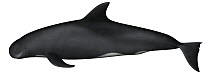 Pygmy Killer Whale (Feresa attenuata)