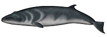 Pygmy Right Whale (Caperea marginata)