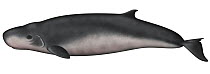 Pygmy Sperm Whale (Kogia breviceps)