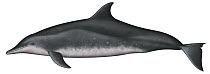 Rough-toothed Dolphin (Steno bredanensis)