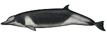 Shepherd's Beaked Whale (Tasmacetus shepherdi)