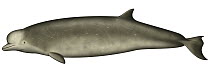 Southern Bottlenose Whale (Hyperoodon planifrons)