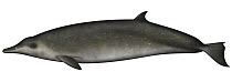 Sowerby's Beaked Whale (Mesoplodon bidens)