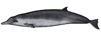 Spade-toothed Whale (Mesoplodon traversii)