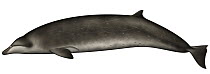 Stejneger's Beaked Whale (Mesoplodon stejnegeri)