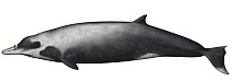 Strap-toothed Whale (Mesoplodon layardii)
